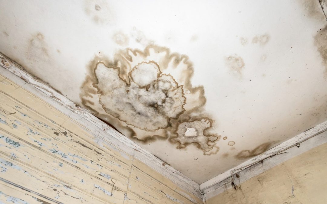 Protecting Your Home From Mold Infestations After Water Damage