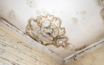 News & Media, News & Media, Environment Control Protecting Your Home From Mold Infestations After Water Damage