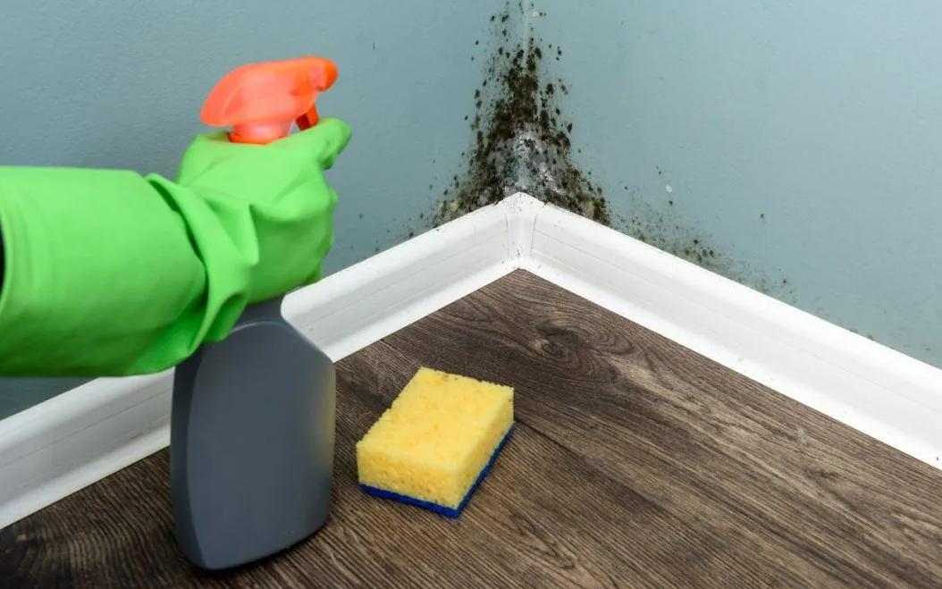 Guide to Mold Removal for Sammamish Homeowners