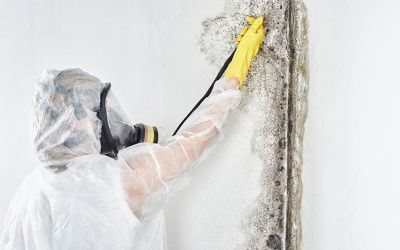 Expert Mold Removal Services in Mountlake Terrace