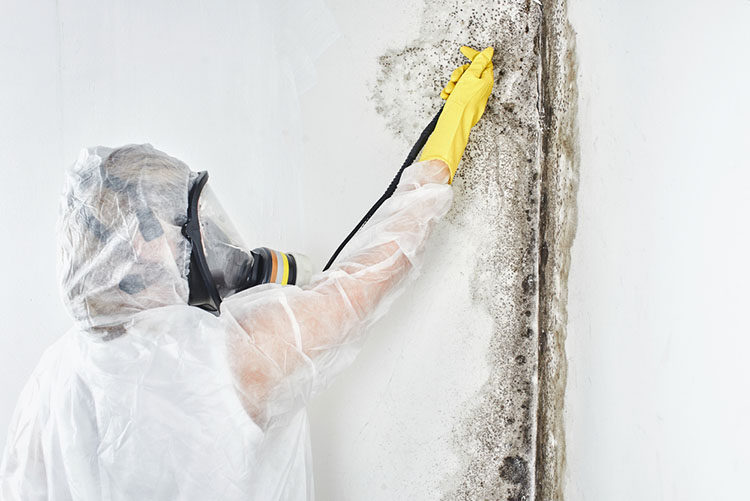 Expert Mold Removal Services in Mountlake Terrace