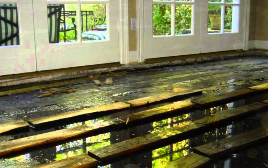What steps should Bellevue homeowners take after water damage strikes?