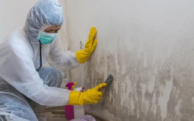 Blogs, Home, Environment Control What Makes Mold Remediation in Bellevue Homes Different from Other Regions?