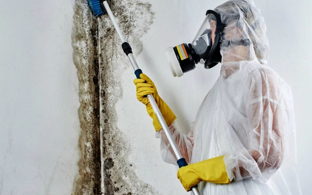 How Do You Know When Professional Mold Remediation Is Needed in Bellevue?