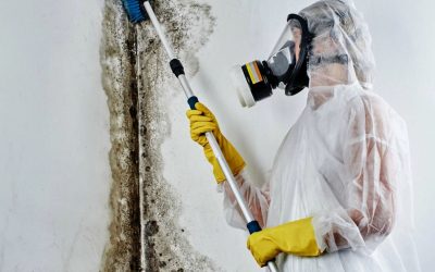 Blogs, Home, Environment Control How Do You Know When Professional Mold Remediation Is Needed in Bellevue?
