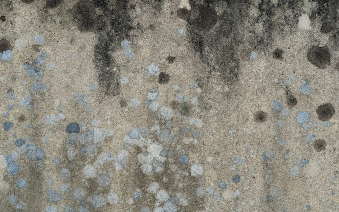 Preventing Health Hazards: Importance of Mold Removal in Bellevue