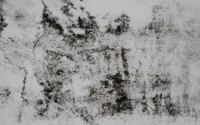 Understanding Mold Removal in Redmond: A Comprehensive Guide to a Healthier Home Environment