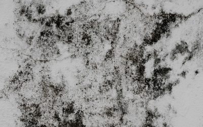 Blogs, Home, Environment Control Choosing the Right Mold Removal Service: Comprehensive Guide