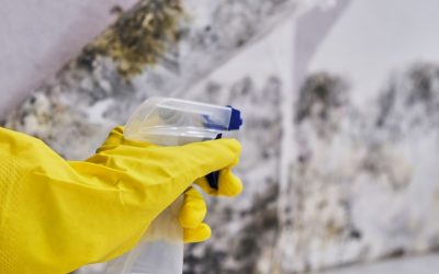The Silent Threat: Mold Removal Techniques for Safeguarding Your Property in Issaquah