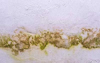 Tackling Mold Problems in Sammamish Residences: Best Practices and Professional Insights